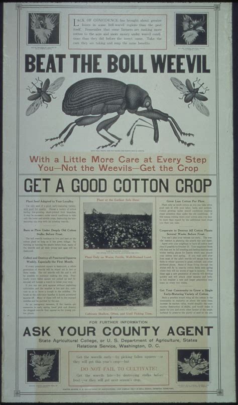 the boll weevil's impact usa test prep|boll weevil war.